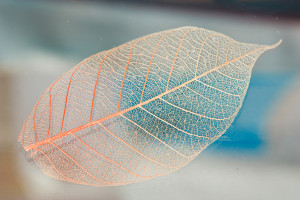 a transparent leaf.